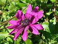 2010-1017-1225_Mauve_Flower_13,2C